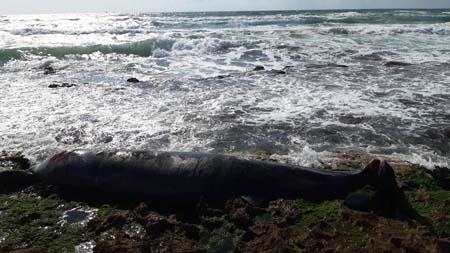 العثور على حوت نافق على شاطئ قرب حيفا بطول يصل الى نحو 5 امتار