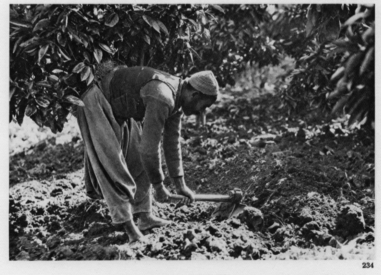 فيديو نادر من موسم قطف الحمضيات في يافا قبل عام 1948