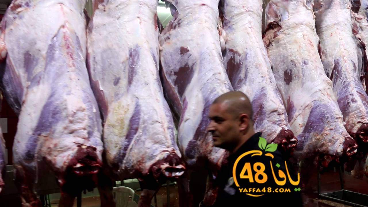 جمعية يافا تنجز المرحلة الثانية بذبح 22 عجلاً تمهيداً لتوزيعها غداً الاربعاء