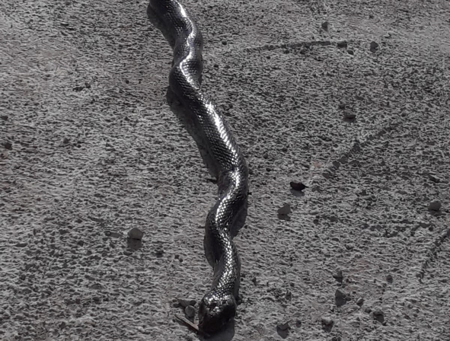  بالصور: العثور على ثعبان "عربيد" طوله يتجاوز المترين في الرملة 