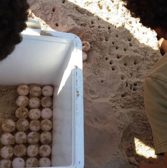  بالفيديو: سلحفاة بحرية تضع بيوضها على شاطئ بحر مدينة يافا 