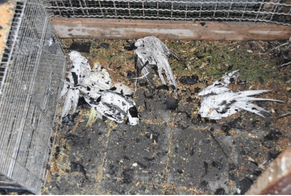  صور: احراق 80 ببغاء في مركز البلاد اثر خلاف مع المستأجر 