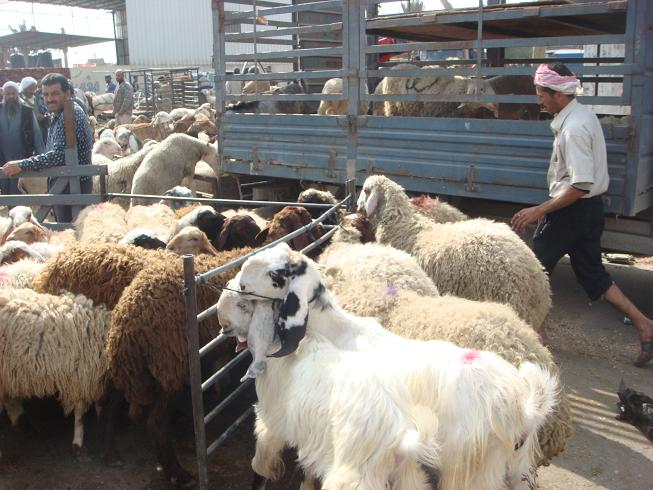  الرملة: لجنة الاغاثة تستعد لجمع لحوم الأضاحي وتوزيعها على الفقراء 