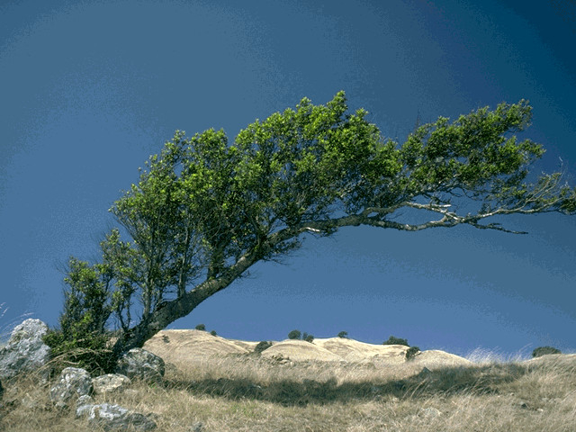 علماء: الشجر ينام ليلاً..