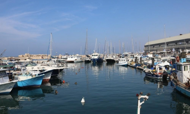 صور: "أزهى فترات الصيد".. بحر يافا يمنح الصيّادين غلّة وفيرة من السمك