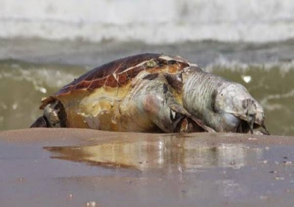 صور: سلحفاة ضخمة على شاطئ بحر غزة