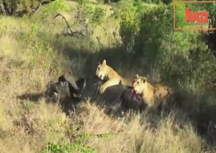 بالفيديو: جاموس يصارع لبؤتين ويسحقهم