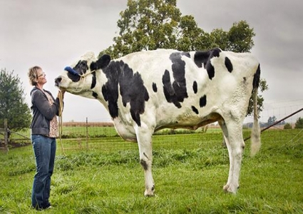 فيديو: أطول بقرة بالعالم تدخل غينيس