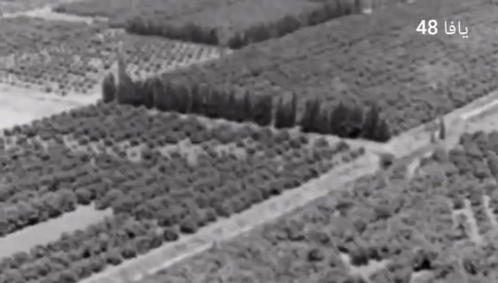 مشاهد نادرة توثق بيارات البرتقال في قضاء يافا عام 1947