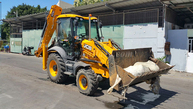 صور: البحر يقذف ببقرة على شاطئ البحر شمال مدينة يافا 