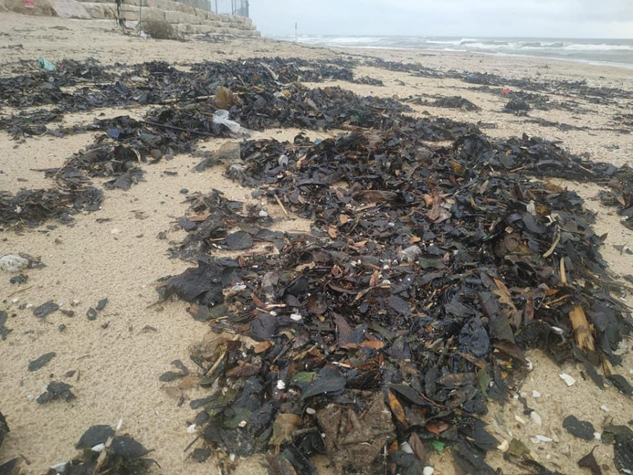  تلوّث شاطئ الريف بيافا بكميات كبيرة من مادة الزفت والقطران