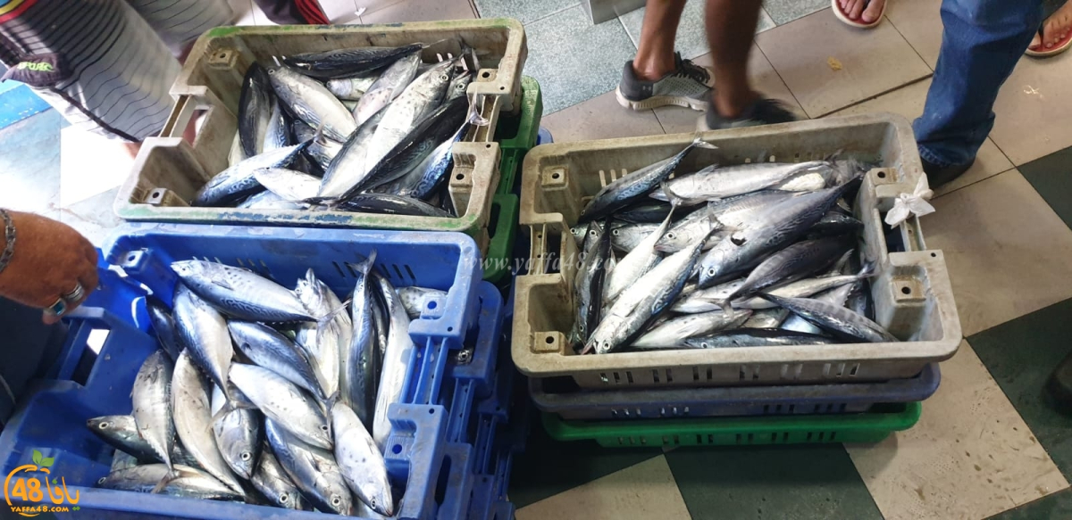  موعدكم مع سوق بيع الأسماك في ميناء يافا غداً الجمعة ويوم السبت