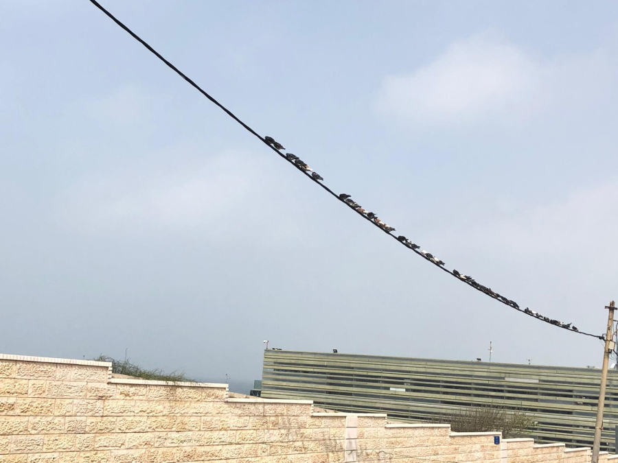  صور: طيور الحمام تصطف بانتظام فوق سلك كهرباء قرب مقبرة الكازاخانة بيافا 