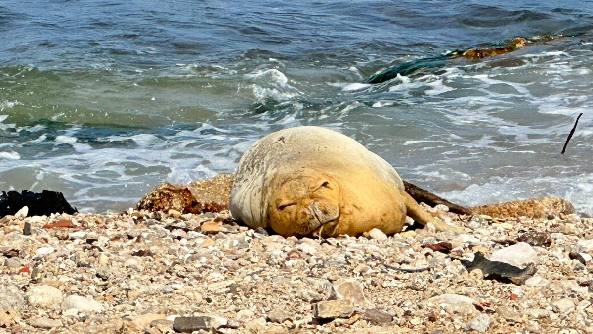  لليوم الثالث: الفقمة "يوليا" تجذب اليها السياح والمهتمين وهواة التصوير 