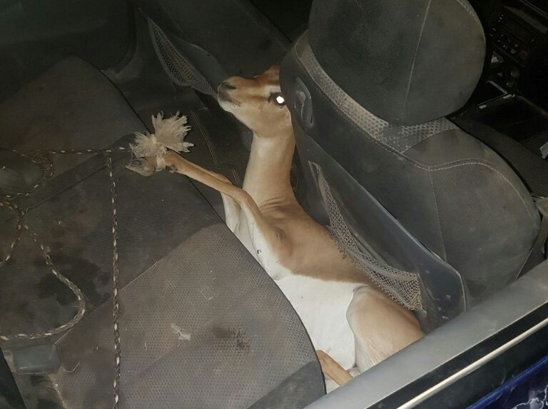 شرطة السير والمرور : تحرير 2000 مخالفة بالغة خلال 24 ساعة وضبط غزال جريح