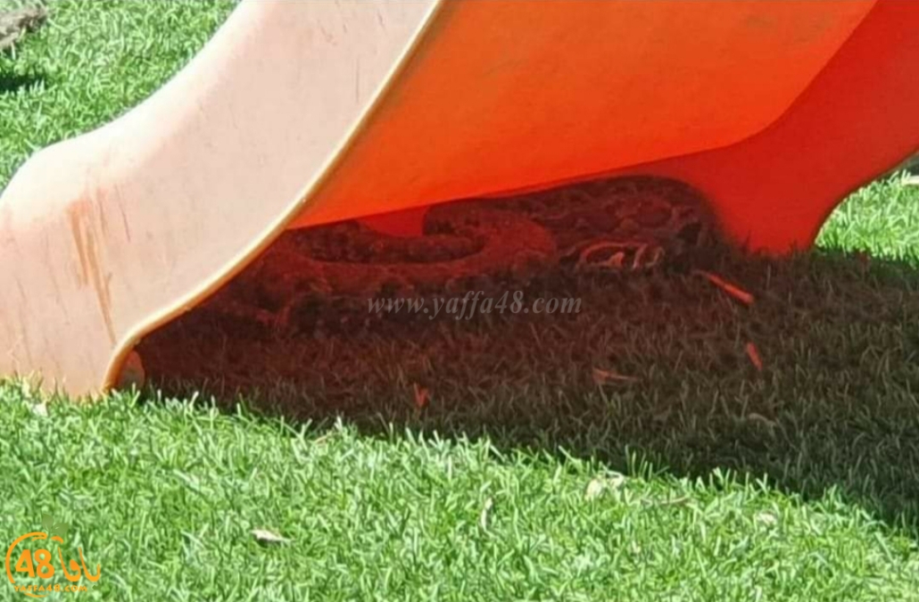  العثور على أفعى كبيرة قرب المجمع التجاري في اللد