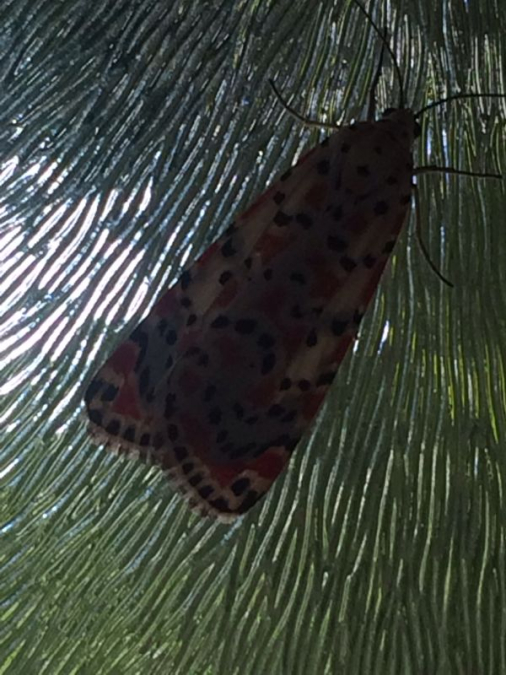 صورتي الاجمل - فراشة - تصوير: علي ترك