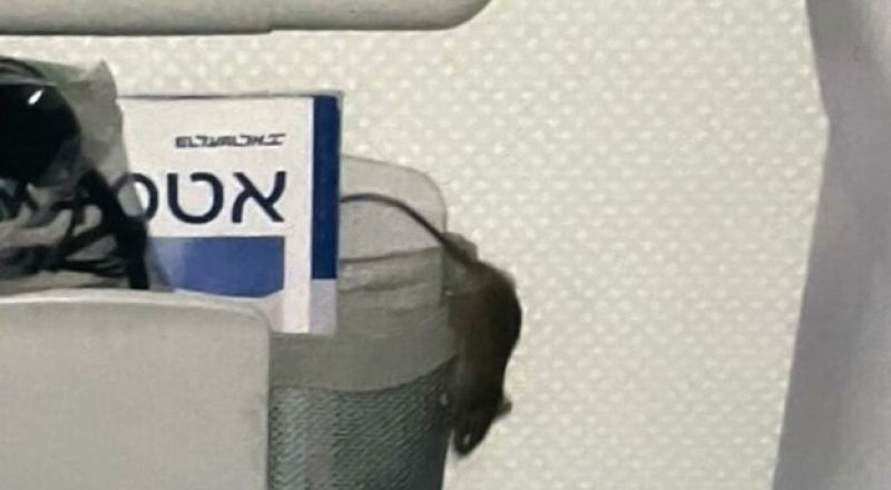 فأر يربك شركة طيران "العال" الإسرائيلية مرتين