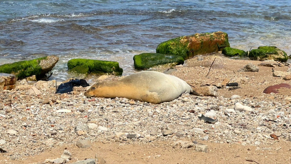  لليوم الثالث: الفقمة "يوليا" تجذب اليها السياح والمهتمين وهواة التصوير 