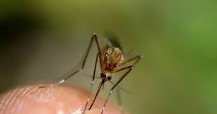 حمى النيل الغربي : 68 مصابا - وفاة شخصين و14 بحالة خطيرة