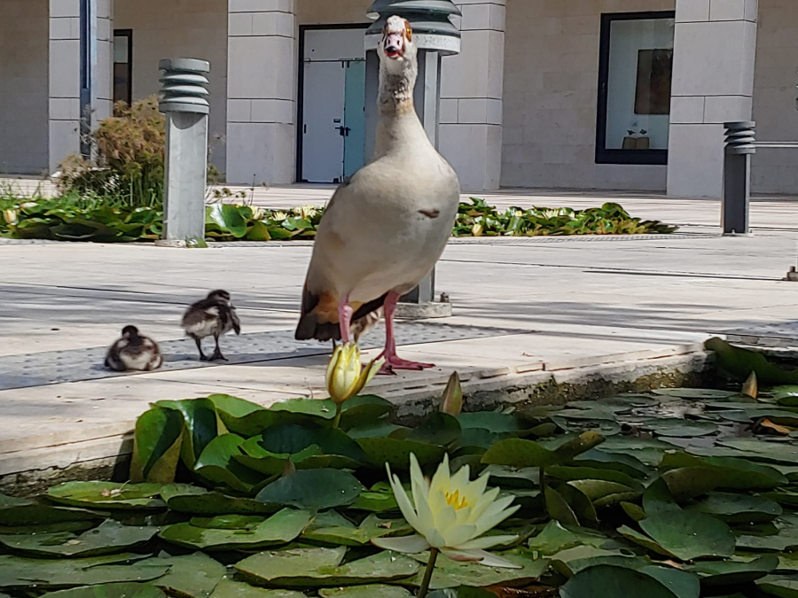 صورتي الأجمل - مجموعة من طيور الأوز تقطع الشارع بتل ابيب 