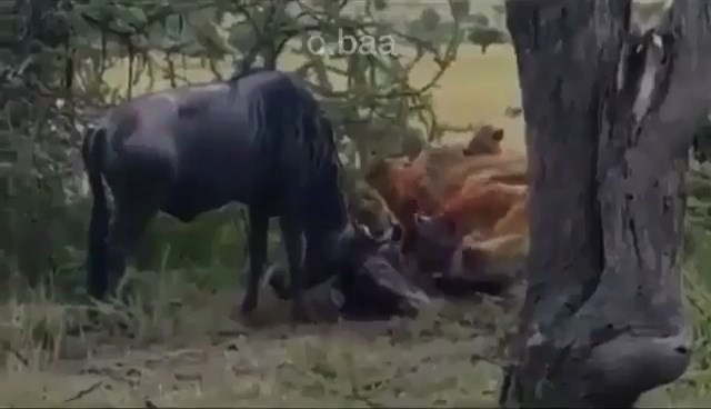   شاهد: تناطحا فتشابكت قرونها ببعضها لتحصل الضباع على وليمة جاهزة !