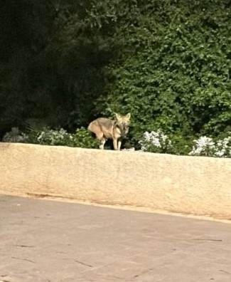 يافا: جارنا الجديد أبن أوى بإطلالة جديدة في حي النزهة