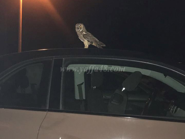    صورة وتعليق - طائر البوم يقف على ظهر مركبة في شاطئ الريف بمدينة يافا 