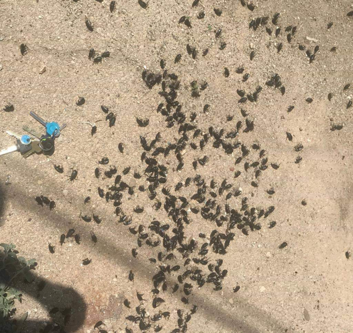  انتشار أعداد كبيرة من الخنافس السوداء في يافا ،اللد والرملة ووزارة البيئة تُطمئن