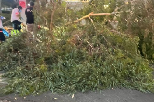 مصرع رجل إثر سقوط شجرة عليه داخل مستشفى "أساف هروفيه" أثناء مرافقة زوجته للولادة