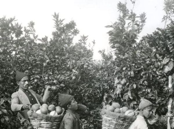 أيام نكبة| الابداع في الدعاية لبرتقال يافا قبل عام النكبة 1948