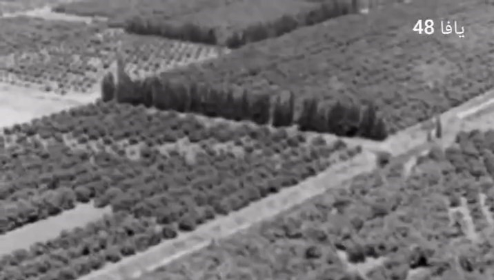 مشاهد نادرة من يافا قبل النكبة.. بيارات البرتقال عام 1947