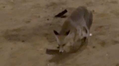 مشهد من أدغال اللد: ابن آوى يأكل الجرذان وسط الأحياء السكنية ..!