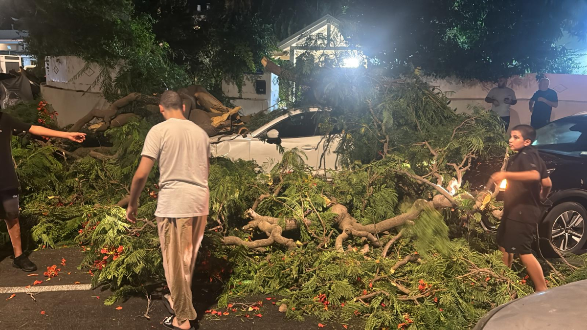 سقوط شجرة في يافا يتسبب بأضرار جسيمة للمركبات دون إصابات