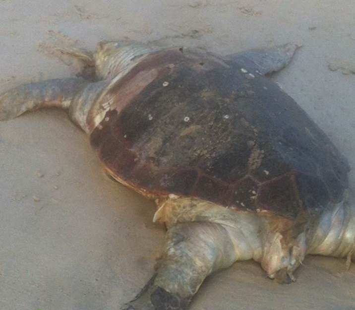 العثور على سلحفاة بحرية نافقة قبالة سواحل يافا