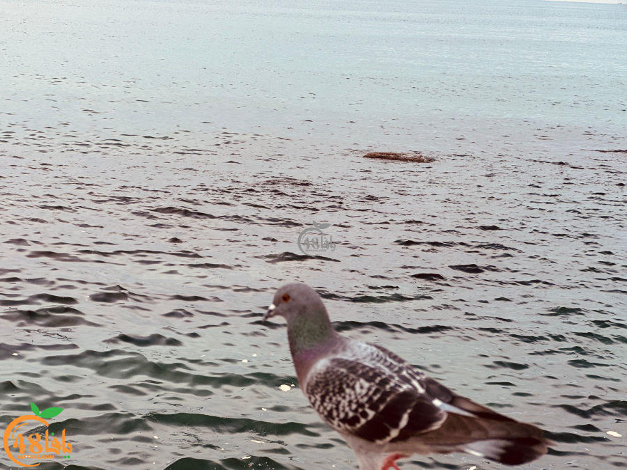 شاهد: صور مميّزة لمدينة يافا وبحرها