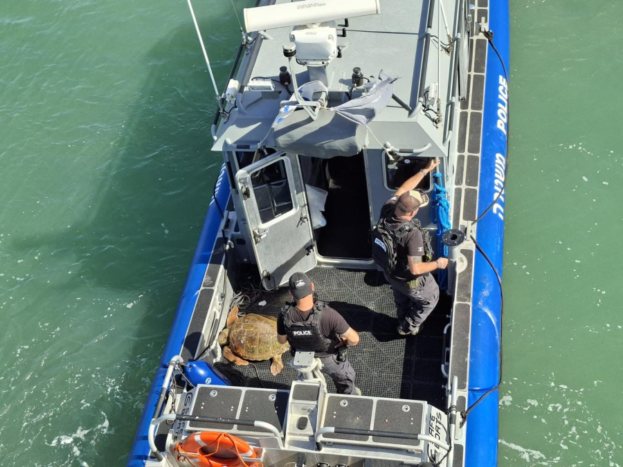 شاهدوا: استنفار في صفوف الشرطة وموظفي شركة الكهرباء لتخليص سلحفاة بحرية مصابة 