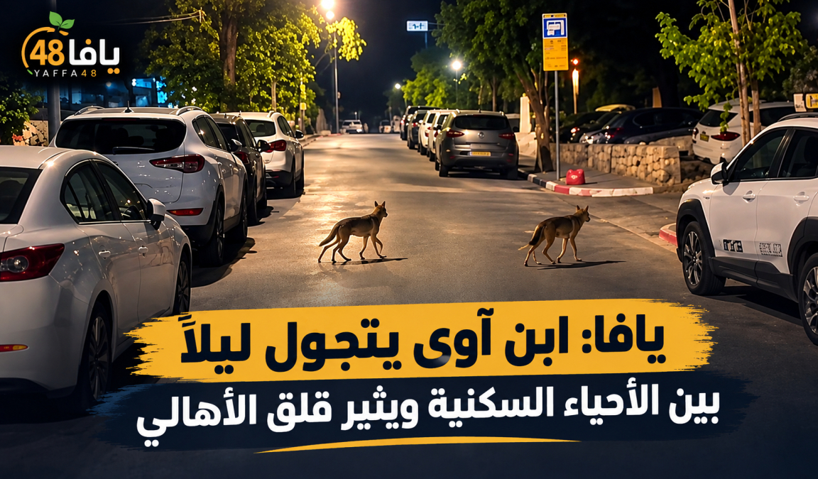 يافا: ابن آوى يتجوّل ليلًا بين الأحياء السكنية ويثير قلق الأهالي