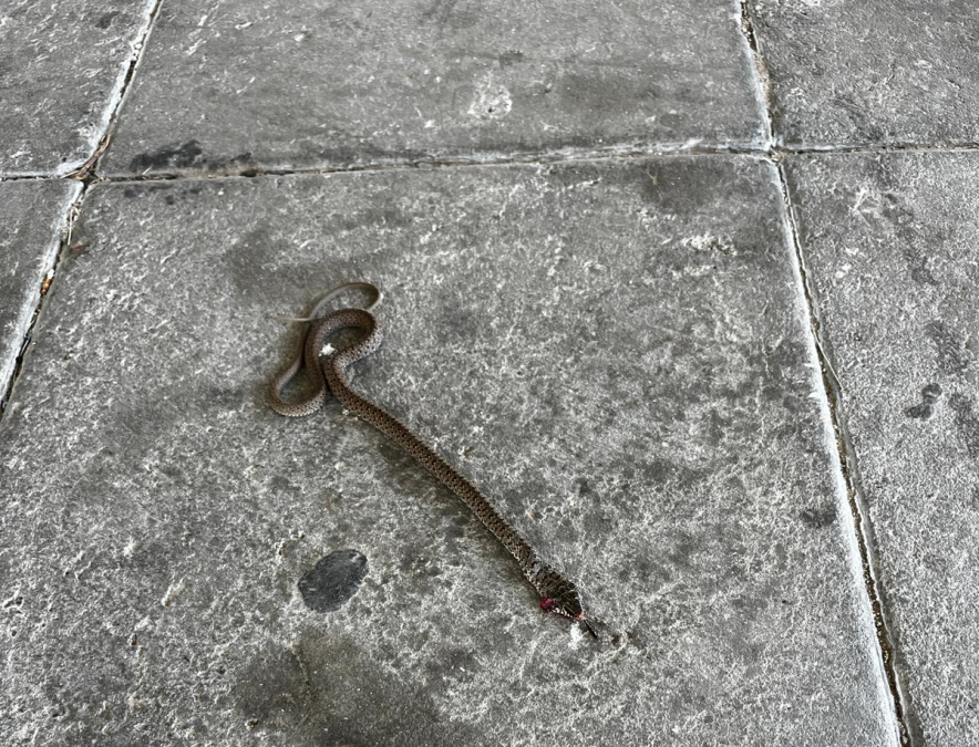 العثور على أفعى  كبيرة قرب احدى البيوت في اللد