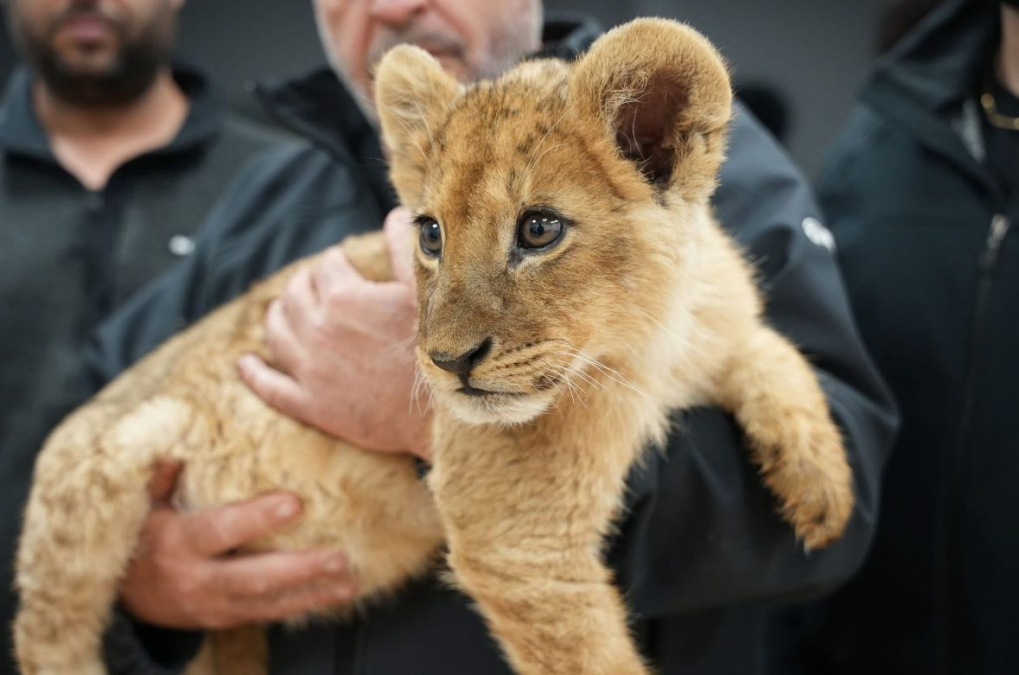 الشرطة: "عثرنا على شبل أسد وقردين خلال حملة تفتيش ومداهمة في النقب"! 