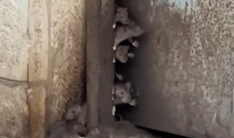 يافا: وكر جرذان في مبنى مهجور يثير رعب السكان والبلدية غائبة