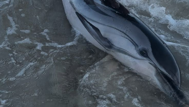 العثور على دلفين جرفته الأمواج إلى شاطئ البحر شمال يافا