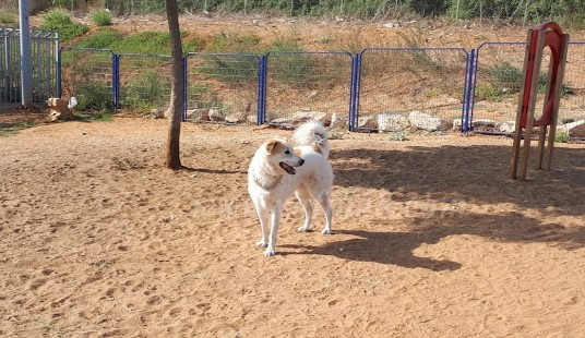 اليوم: حملة تطعيم ضد داء الكلب في يافا بعد ارتفاع الإصابات في البلاد