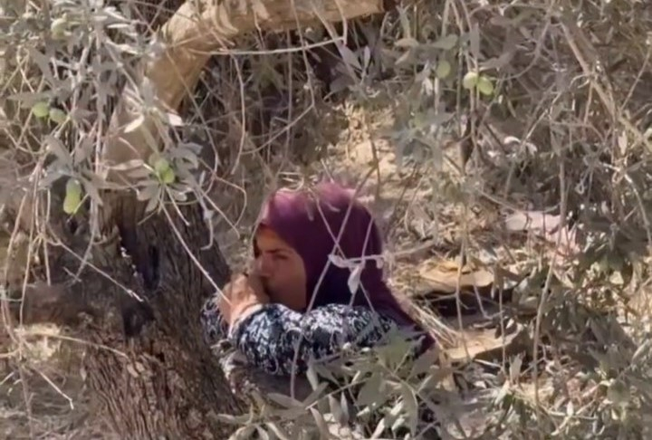 شاهد| سيدة تحتضن شجرة الزيتون لآخر مرة قبل اقتلاعها في ع...