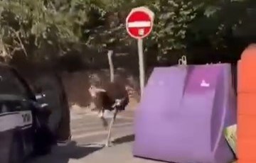 مطاردة غير مألوفة: الشرطة تطارد نعامة هاربة في شوارع رمات غان!