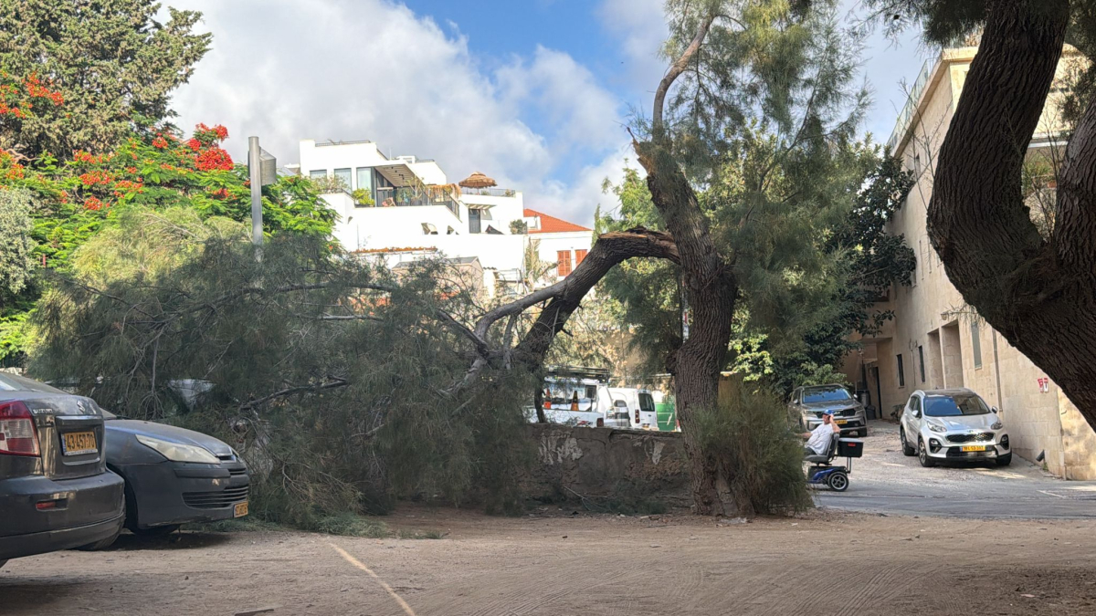 سقوط شجرة في شارع ابن سينا بيافا يؤدي إلى إغلاق الطريق د...
