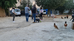 يافا| جوقة التحريض مستمرة .. فلتبقى دجاجاتنا بلا ديك 