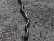  بالصور: العثور على ثعبان "عربيد" طوله يتجاوز المترين في الرملة 