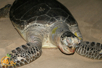 بالفيديو: أمواج البحر تقذف بسلحفاة برمائية ضخمة على شاطئ الجبلية بيافا