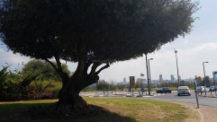 صور: ما الذي جاء بأشجار الزيتون إلى شمال تل ابيب "الشيخ موّنس" ؟! 